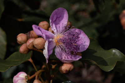 Close-up of purple iris