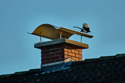 Low angle view of seagull on roof