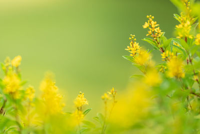 Close-up of yellow flowering plants on field