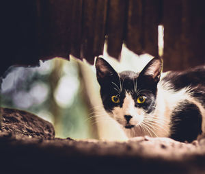 Close-up portrait of cat