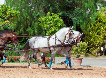 Horse cart moving on dirt road