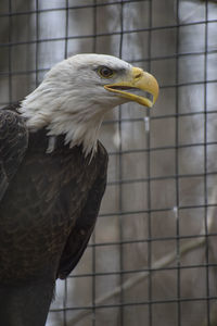 Close-up of eagle