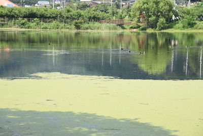 View of ducks swimming in lake