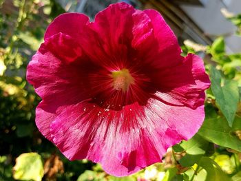 Close-up of pink hibiscus blooming outdoors