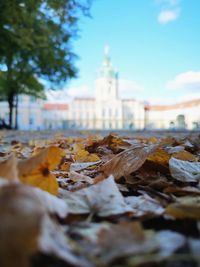 Surface level of leaves on beach against buildings