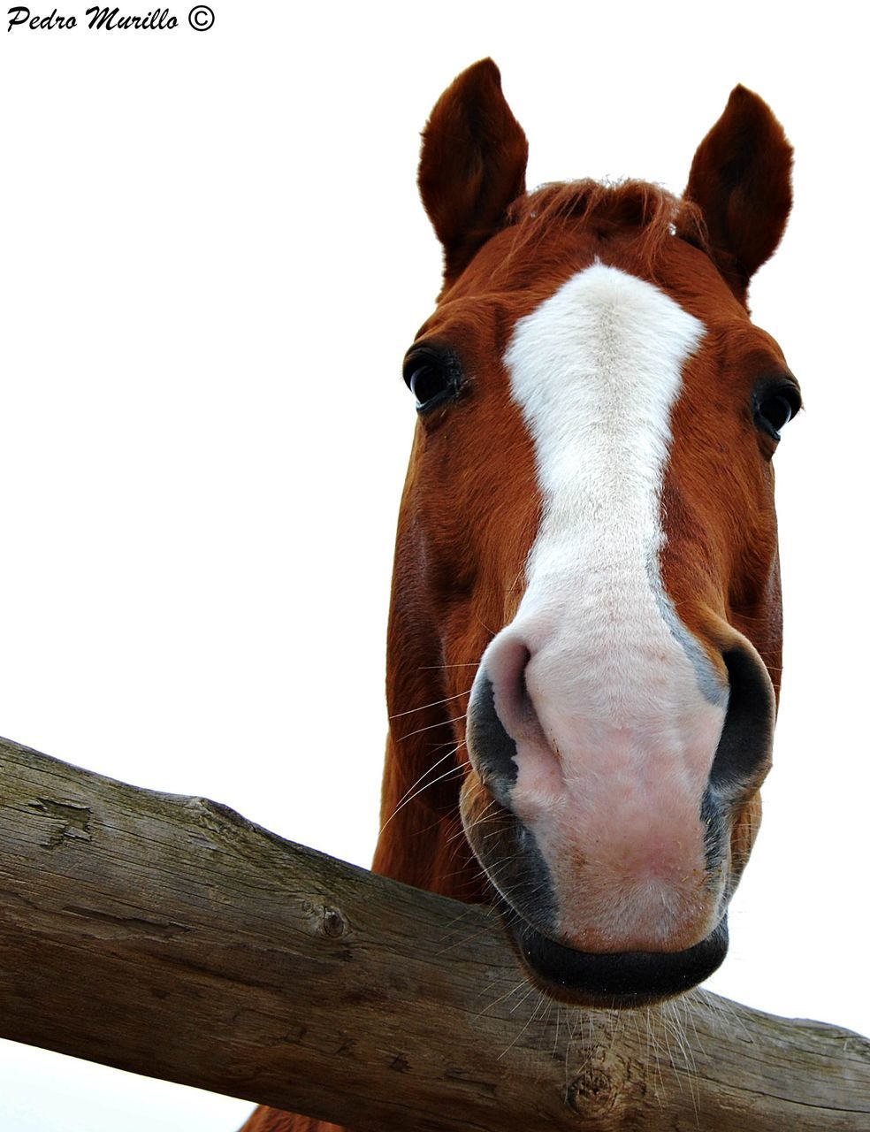 domestic animals, animal body part, looking at camera, mammal, headshot, portrait, one animal, pets, close-up, one person, adults only, adult, people, day, outdoors, one man only, only men