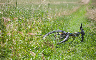 Close-up of horse on field