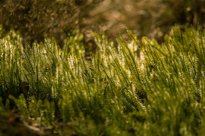 A beautiful green clubmoss close up