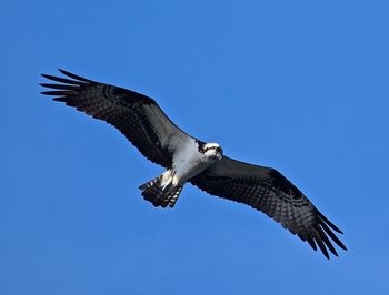 Low angle view of osprey against clear blue sky