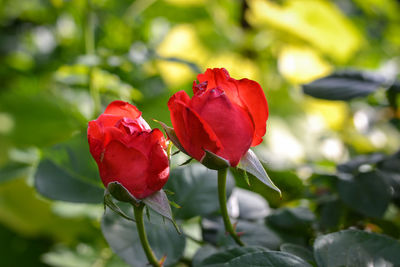 Close-up of red rose on plant