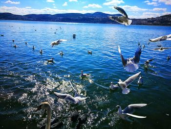 Birds swimming in sea against blue sky