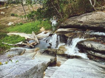 Stream flowing through forest