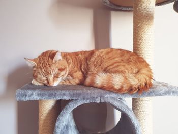 Close-up of a cat sleeping