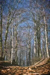 Bare trees in forest against sky