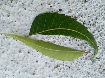 leaf