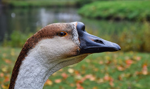 Close-up of a bird looking away