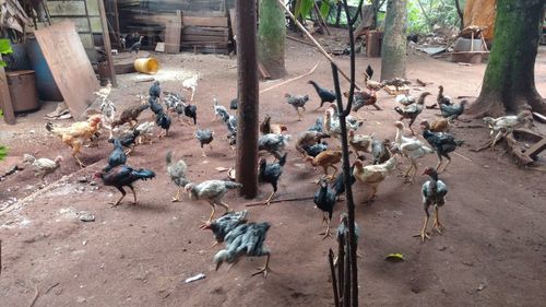 High angle view of birds in park