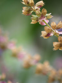 Close-up of pink flower