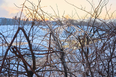 Bare trees against sky during winter