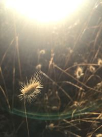 Close-up of plant growing on field at sunset
