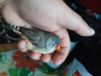 Close-up of hand holding small bird