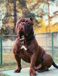 Portrait of a dog looking away