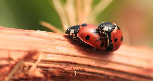 Close-up of ladybug on wood