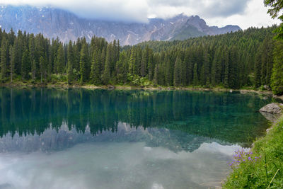 Panoramic view of pine trees by lake against sky