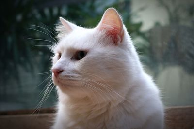 Close-up of cat looking away