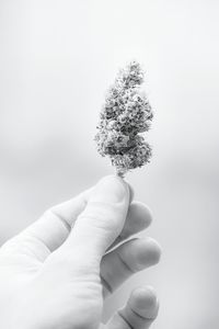 Close-up of hand holding small plant against white background