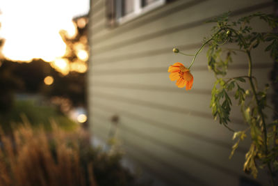 Cosmos flower growing by house in backyard during sunset