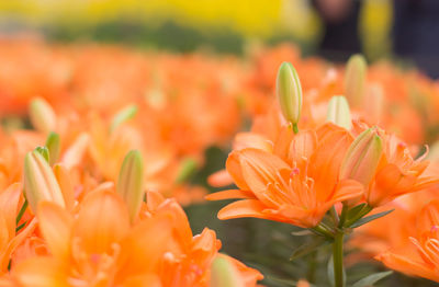 Close-up of orange flowers blooming outdoors