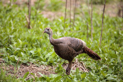 Close-up of a bird on field