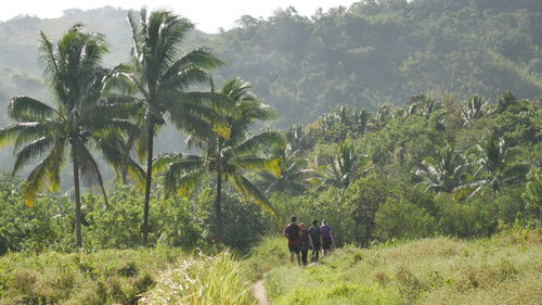 Palm trees on field