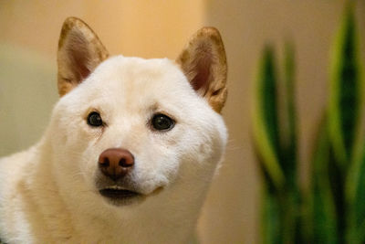 Close-up portrait of white dog