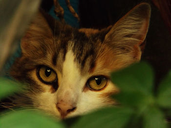 Close-up portrait of cat