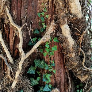 Full frame shot of tree trunk