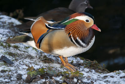 Close-up of duck