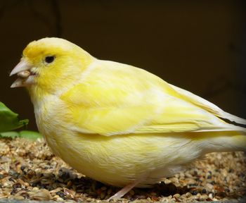 Close-up of a bird