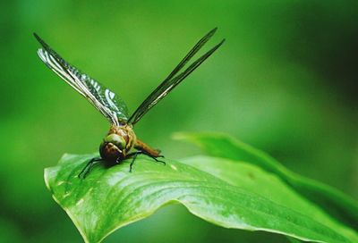 Close-up of butterfly perching on plant