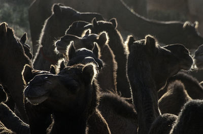 Close-up of llamas