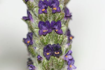 Close-up of purple flower against blurred background