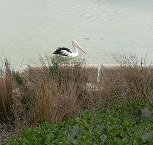 High angle view of gray heron by lake