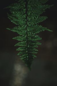 Close-up of fern leaves