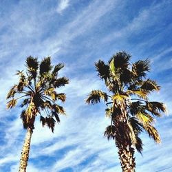 Low angle view of palm trees against blue sky