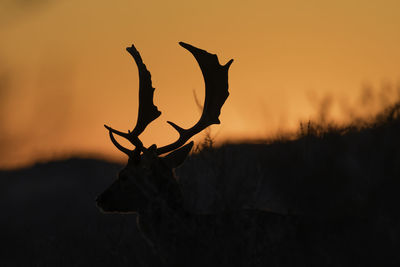 Silhouette of deer on field against sky during sunset