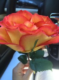 Close-up of cropped hand holding rose