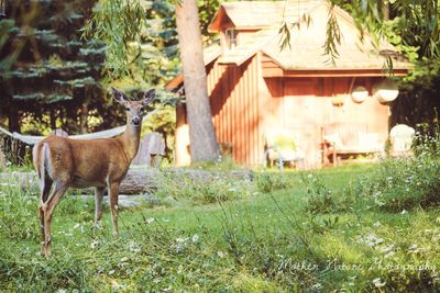 Deer standing on field
