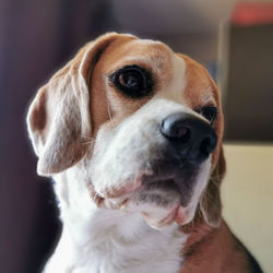 Close-up portrait of dog at home