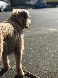 Dog looking away on street in city